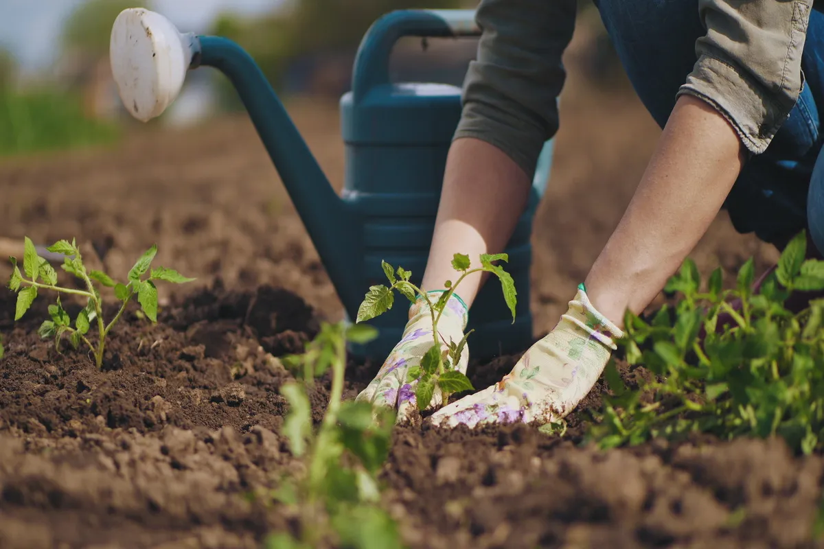 sowing
