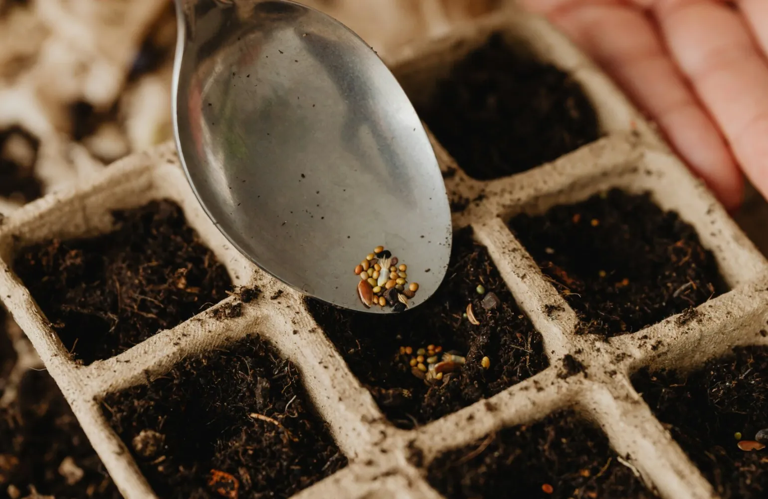 seeds
