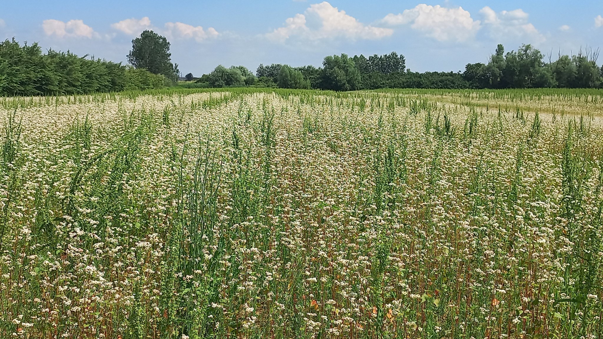 intercropping