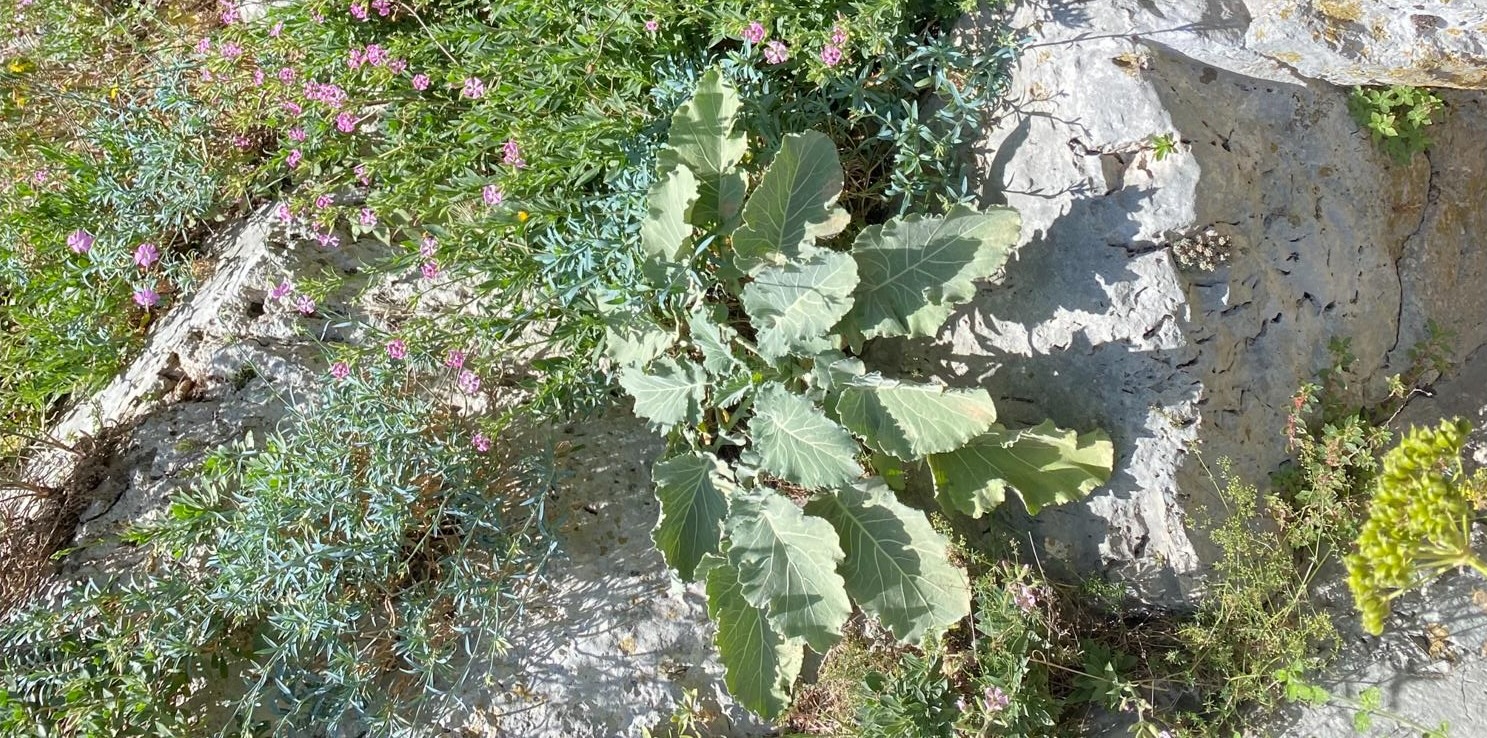 brassica
