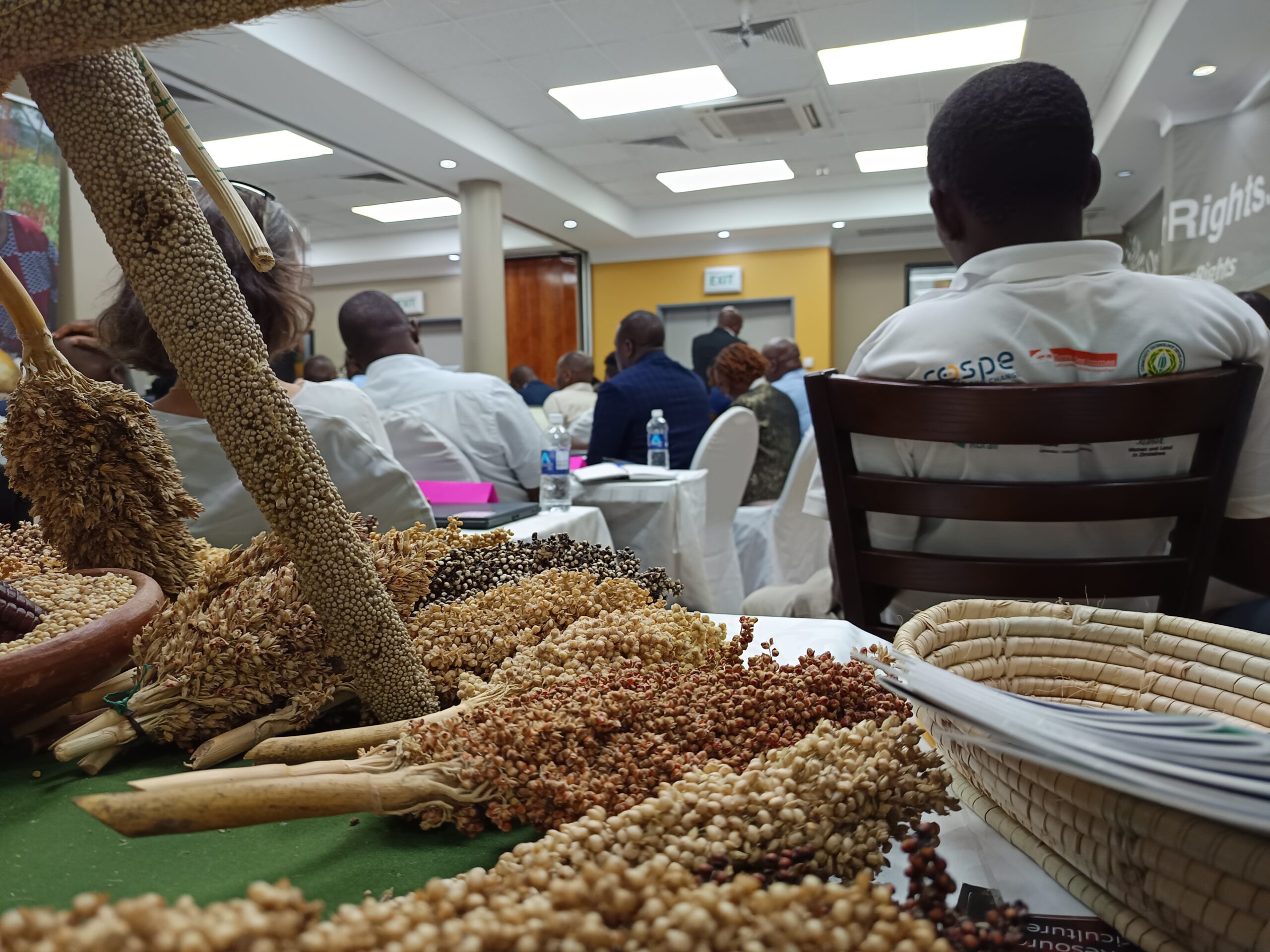 sorgo