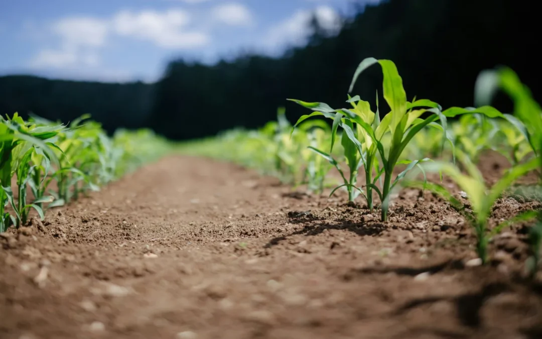 L’agricoltura non funziona a compartimenti stagni