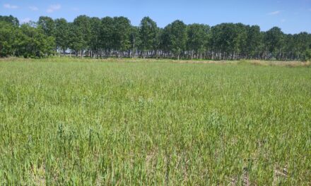 Visita in Campo per il progetto IntercropValues