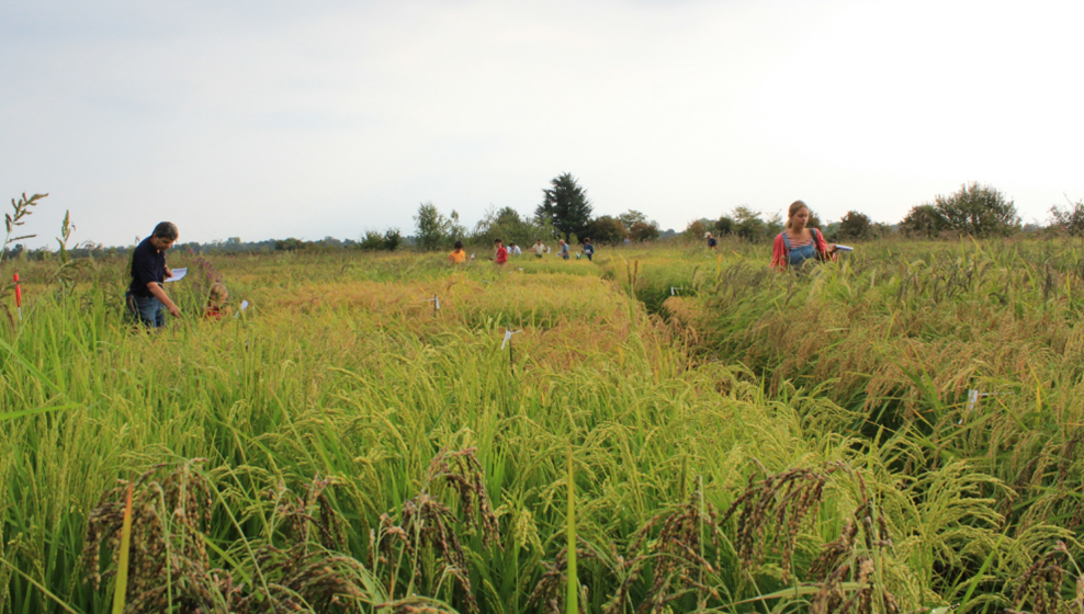 LIVING LAB RISO RESILIENTE (resilient rice)