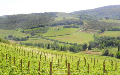 Verso il Distretto Biologico del Territorio Fiorentino