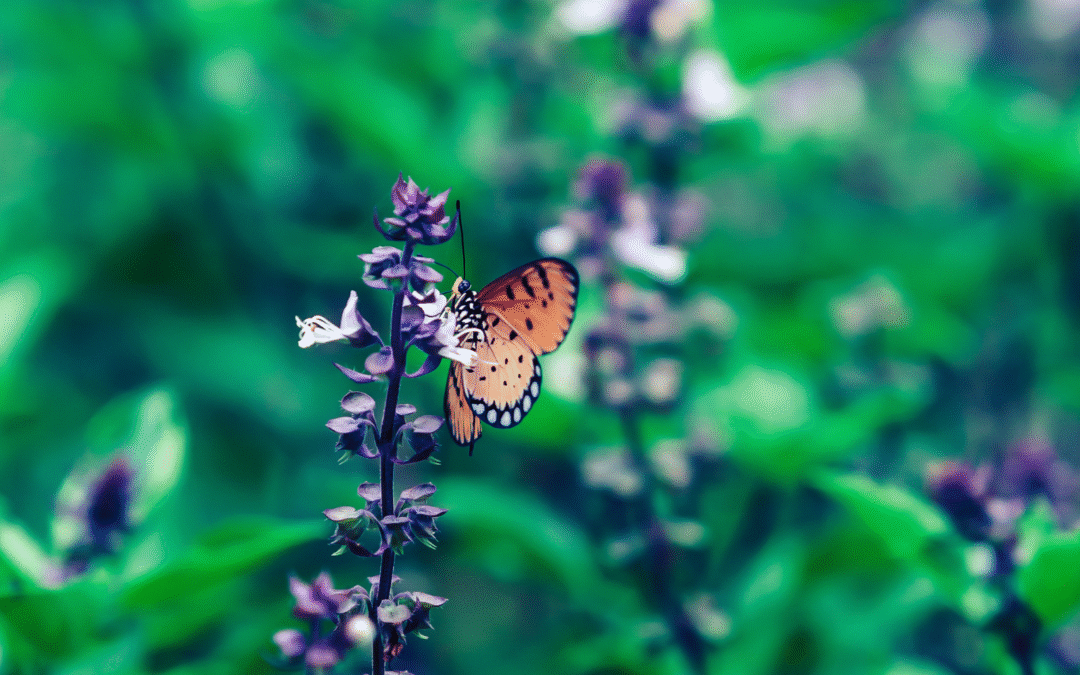 COP16 BIODIVERSITÀ