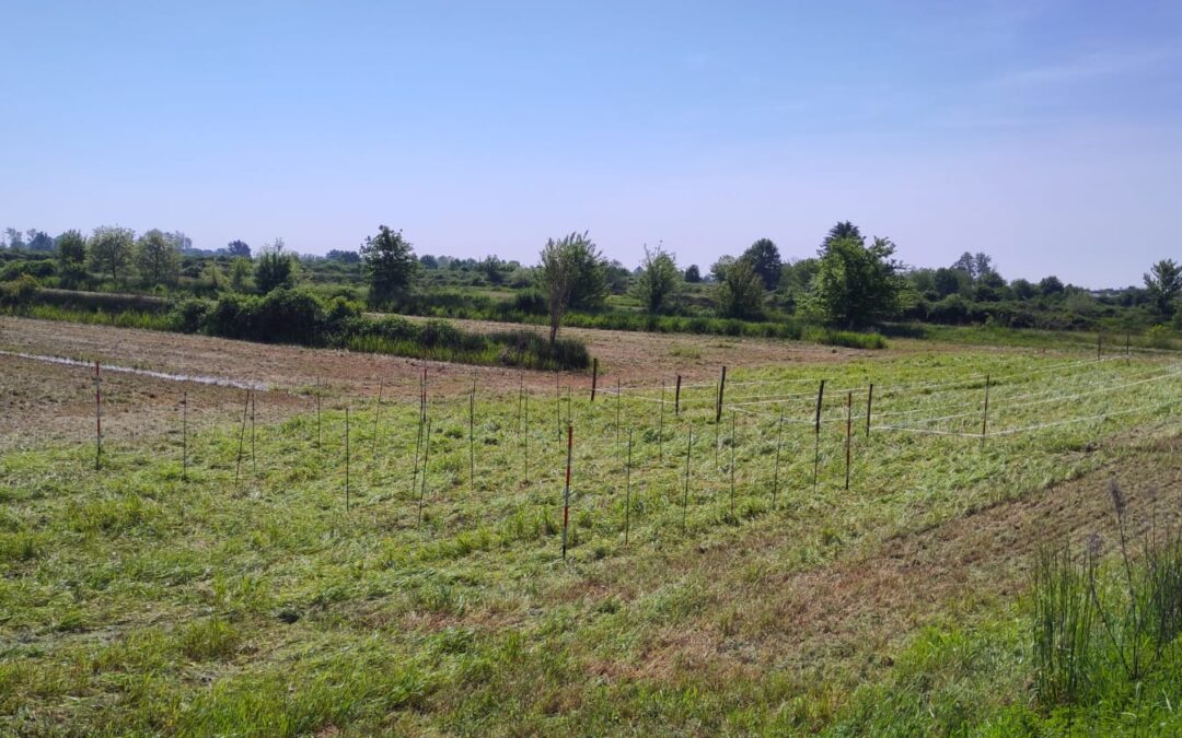 Semina del Campo Catalogo delle Varietà di Riso della Banca Sementi di Rete Semi Rurali
