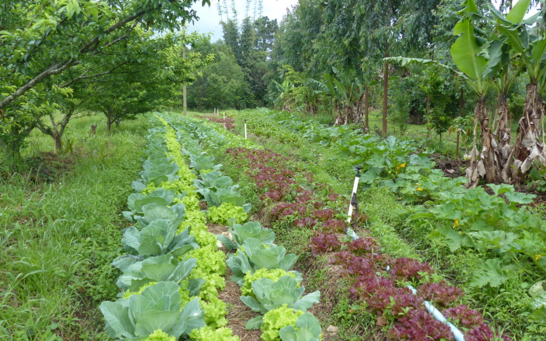 AGROECOLOGIA: ENERGIA VITALE PER IL GREEN DEAL DELL’AGRICOLTURA EUROPEA