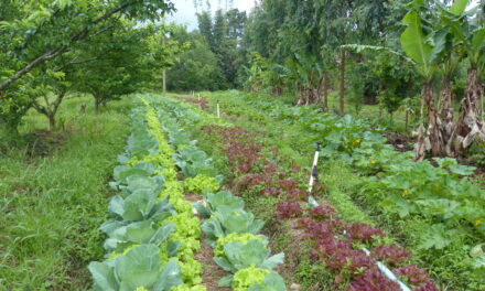 AGROECOLOGIA: ENERGIA VITALE PER IL GREEN DEAL DELL’AGRICOLTURA EUROPEA