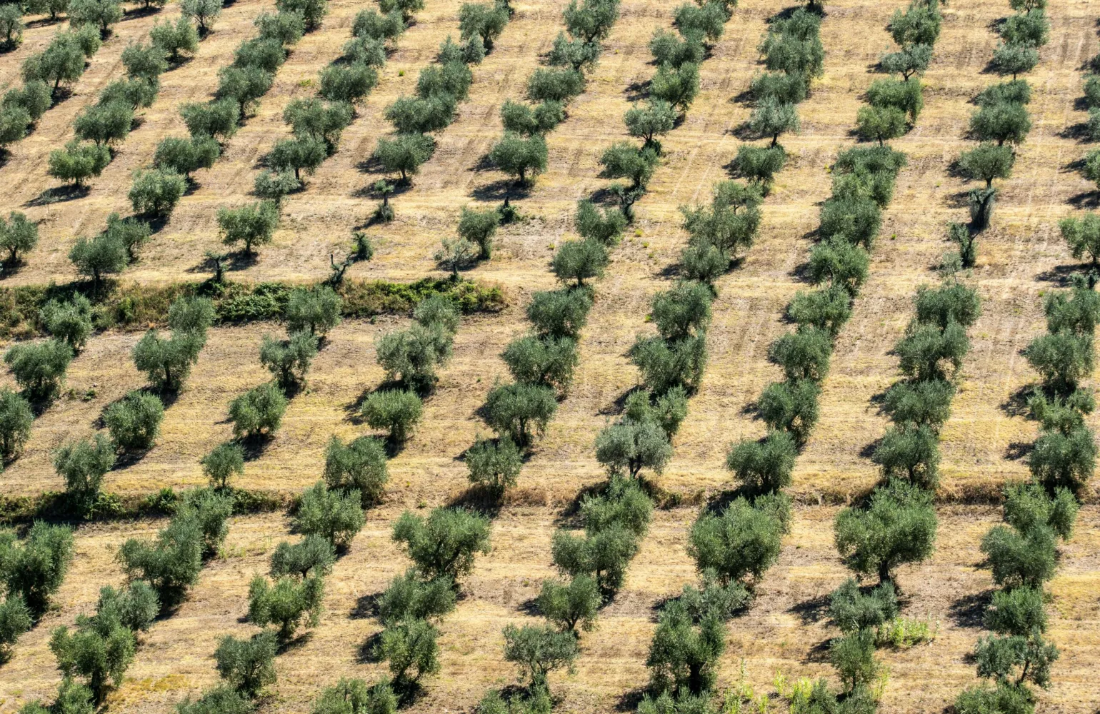 ulivi agricoltura intensiva