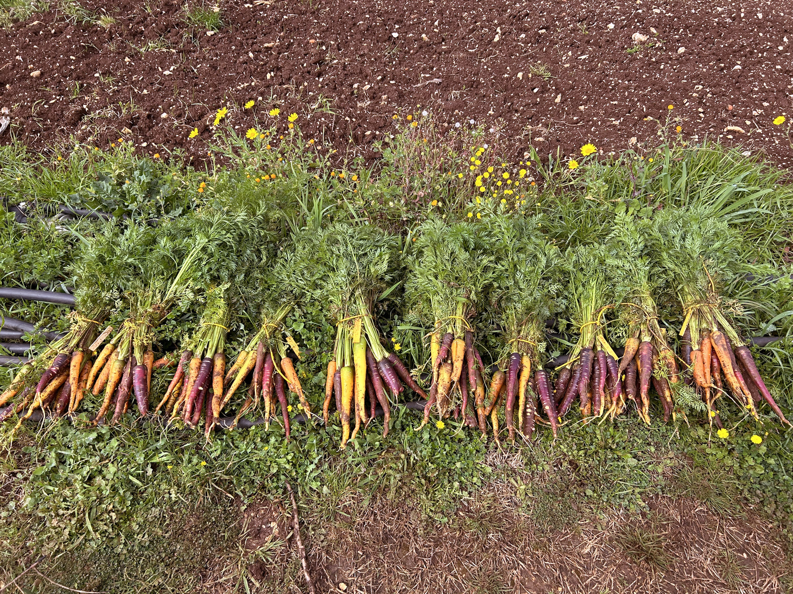 carota BiodiverSO Puglia
