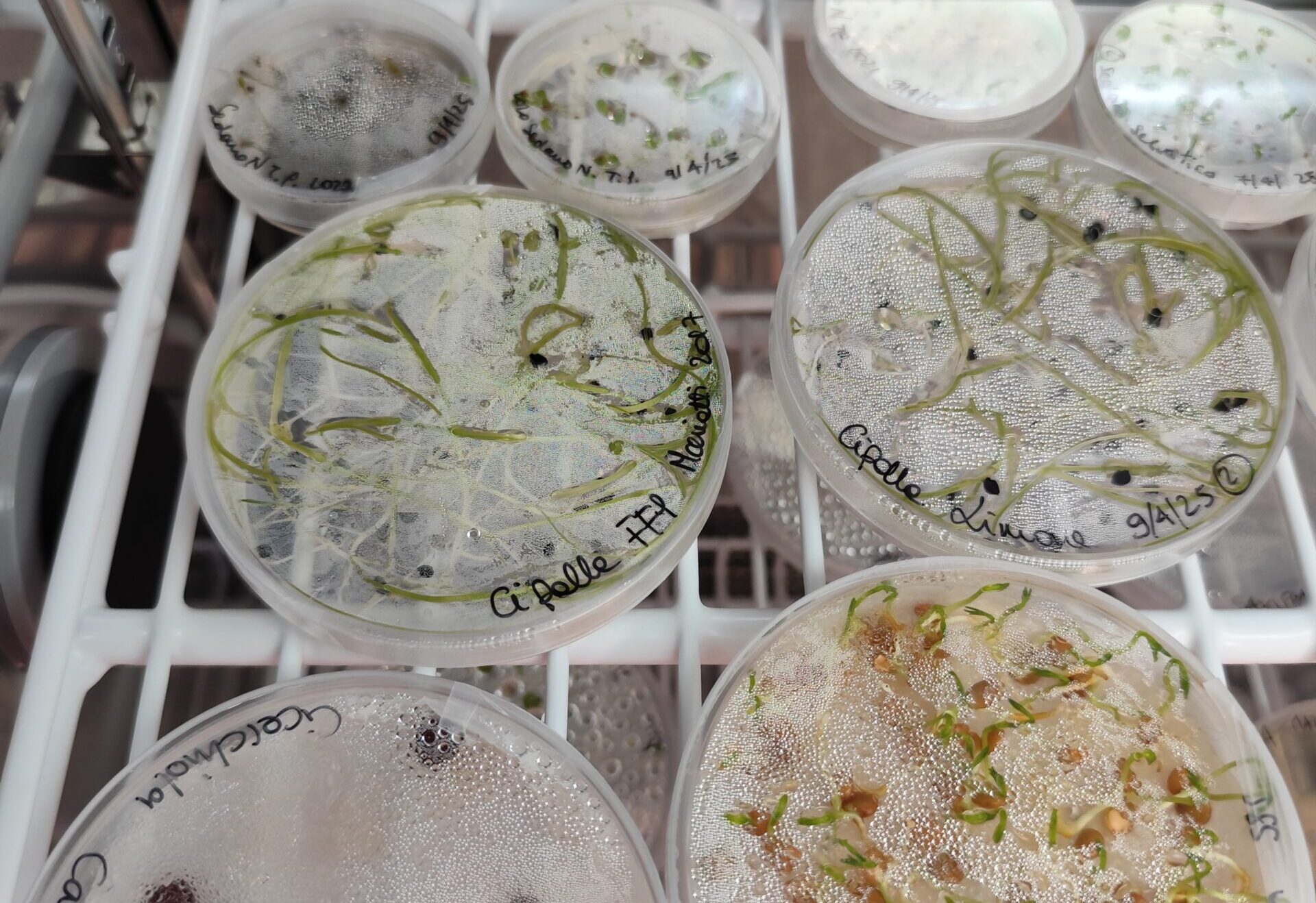 ricerca semi germinazione
