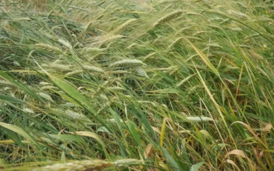 Un articolo per Braccia Rubate