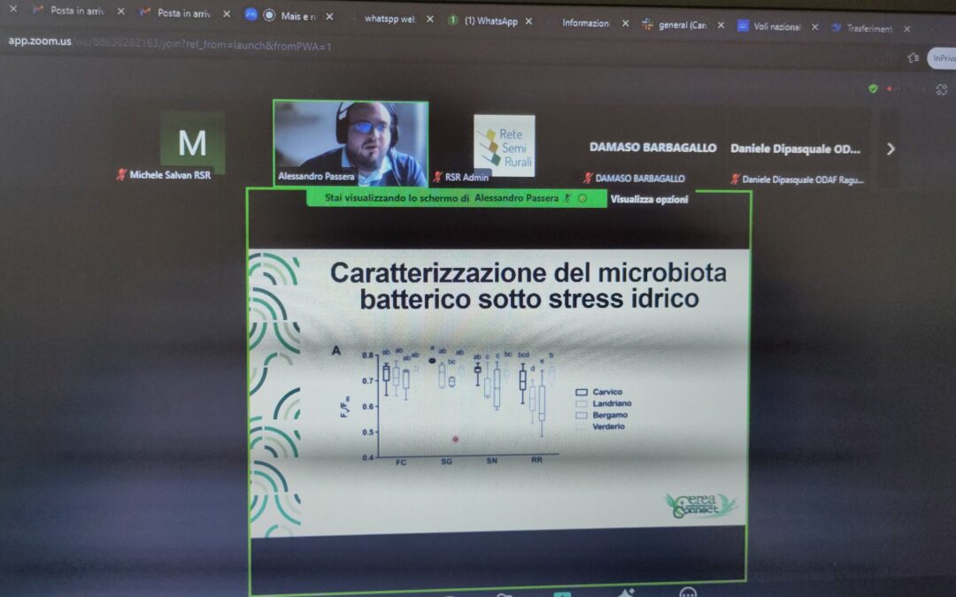 I webinar di CEREA + CONNECT: esplorando la diversità dei cereali in Lombardia