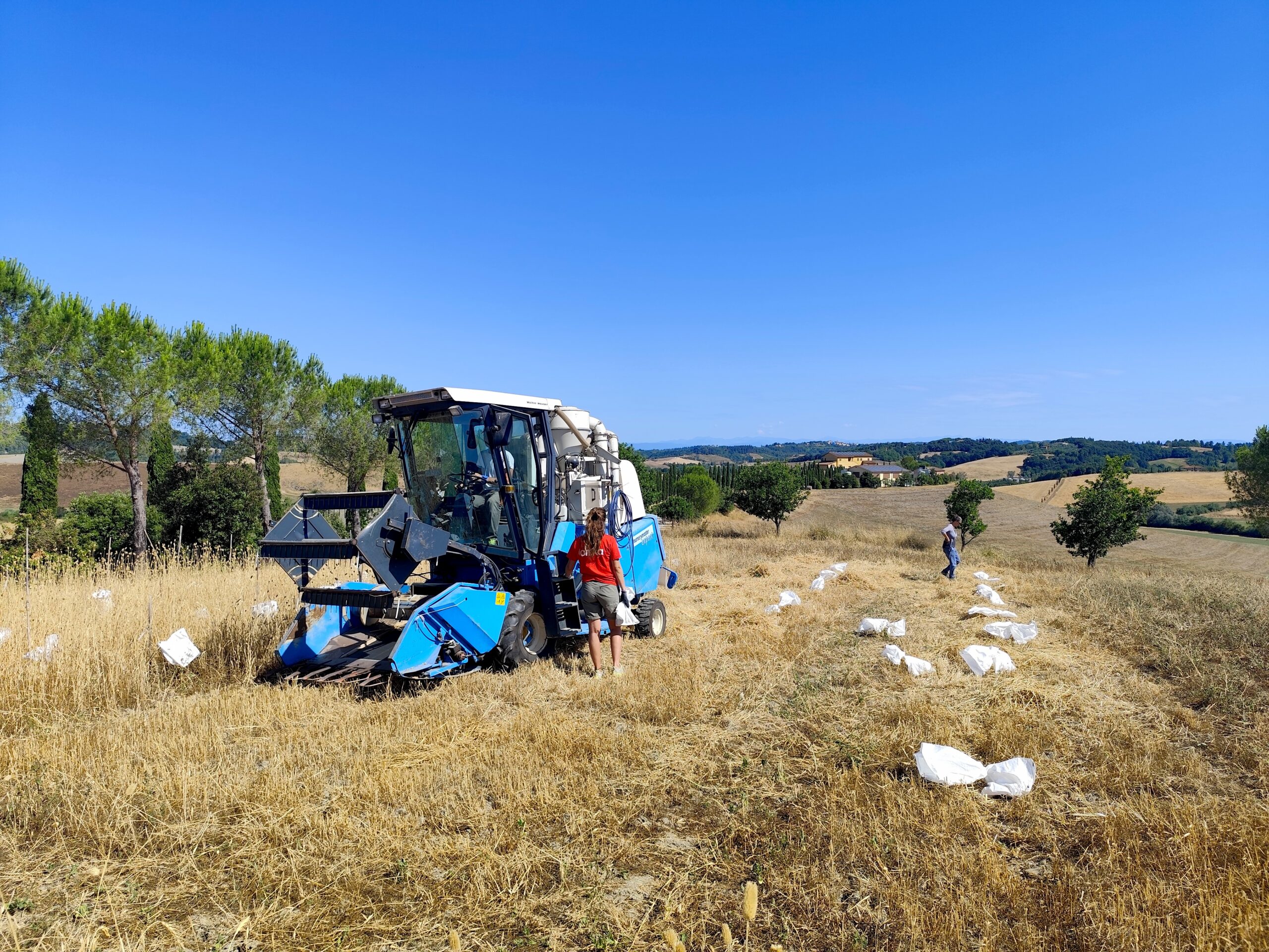 I campi di Rete Semi Rurali: un anno di sperimentazione tra biodiversità, breeding partecipativo e sementi biologiche